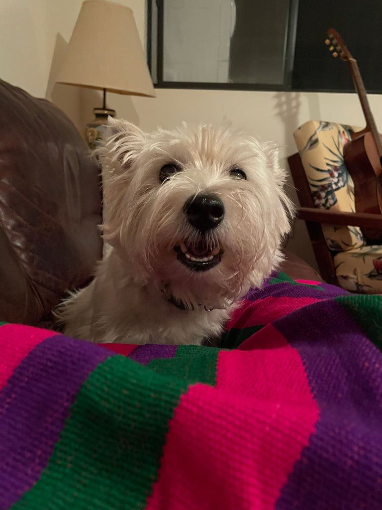 Dixie our Bestie Westie debuted at the Pet Expo❤️